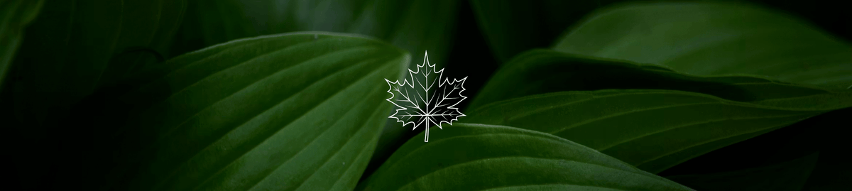 Maple Herbs Worldwide Inc.