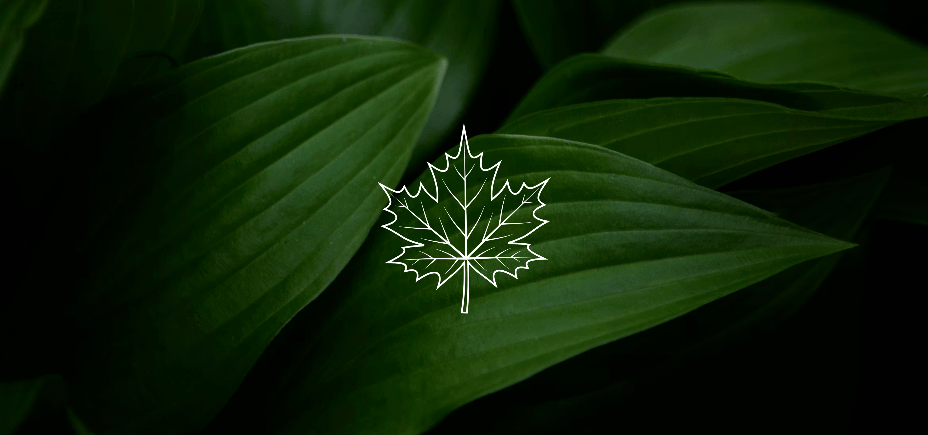 Maple Herbs Worldwide Inc.